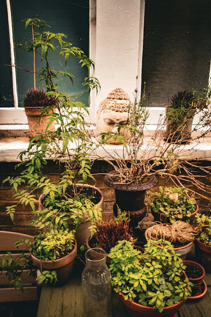 A collection of potted plants on a patio windowsill and surface, featuring a tall leafy plant in a terracotta pot, a smaller bushy plant with green leaves, and a variety of other greenery in different-sized containers. In the center, a decorative stone Buddha head statue is placed among the plants. The background includes a window with partially visible dark blinds or curtains, and the scene is illuminated by natural daylight, highlighting the textures of the plant leaves, dry soil in some pots, and the rough surface of the Buddha statue. There are also gardening tools such as twine coiled around a small pot, indicating ongoing garden maintenance, and a clear glass bottle sitting on a small green table in the foreground. The image reflects a well-tended outdoor garden space designed for decorative and possibly edible plants, maintained by Gardeners Islington, as part of their garden upkeep and landscaping work near Angel Station in Islington.