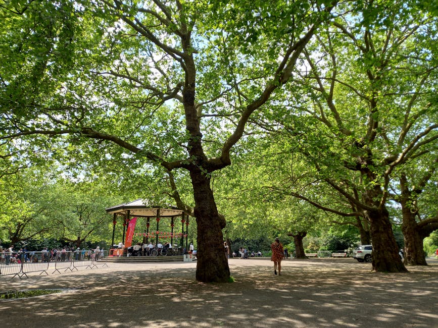 A sunny park scene featuring a large mature tree with a thick, textured trunk and spreading branches covered in vibrant green leaves, providing ample shade over a paved area. In the background, there is a small bandstand or gazebo with a dark roof and open sides, where a live performance appears to be taking place, as evidenced by the presence of musical instruments and a seated audience. The ground is a mixture of bare soil and patches of grassy lawn, with some areas of shadow cast by the tree's foliage. To the right, a person in casual clothing walks across the scene, while other visitors are gathered near the bandstand behind safety barriers, suggesting a community event or outdoor gathering. The environment is well-maintained, with neatly trimmed hedges and pathways, exemplifying typical garden maintenance and outdoor landscaping work, highlighting the importance of tree care and landscape management by Gardeners Islington for creating accessible and inviting outdoor spaces.