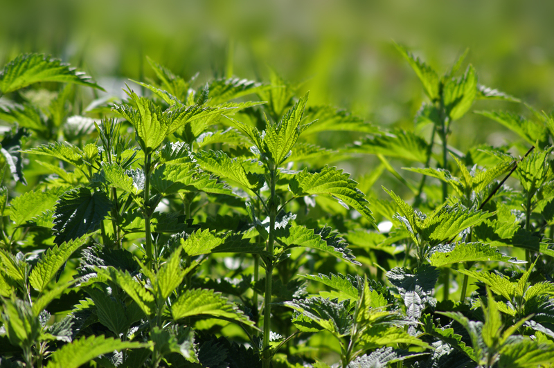 garden maintenance Hedge trimming