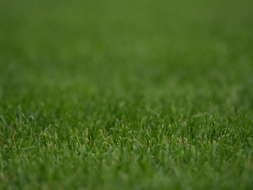 Close-up view of a well-maintained, lush green lawn with freshly cut grass showing a uniform height and soft textures. The grass blades are vibrant and healthy, with a gentle gradient from foreground to background, indicating recent mowing as part of garden maintenance. In the background, the lawn extends into a slightly blurred area, suggesting a spacious garden setting. The surrounding environment features other garden elements such as neatly trimmed hedges and a few small trees, with natural daylight illuminating the scene evenly, highlighting the freshness and vibrancy typical of high-quality landscaping work, as offered by Gardeners Islington, specialists in lawn care and outdoor garden services.